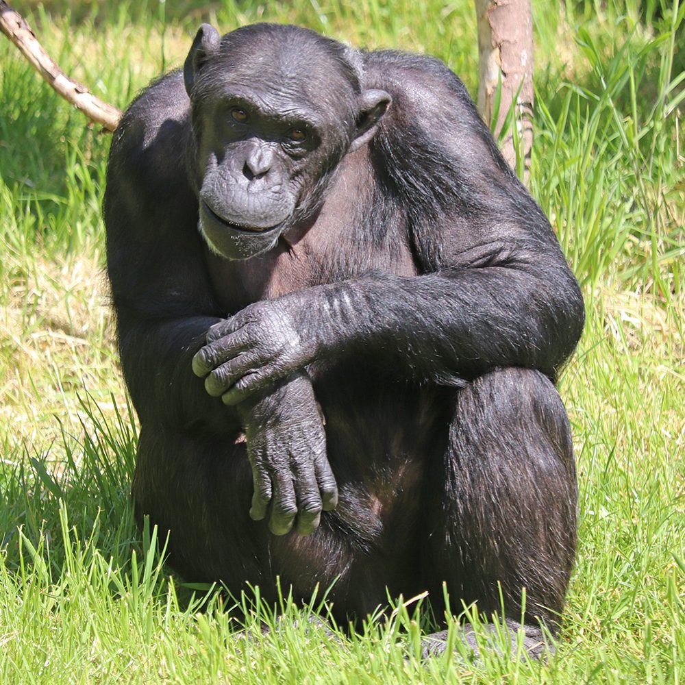 <i>CHIMPANZEE</i>
<br>
Where They Live: Tropical Africa
<br>
Status: Endangered
<br>
Photograph 
Location: Dudley Zoo, UK