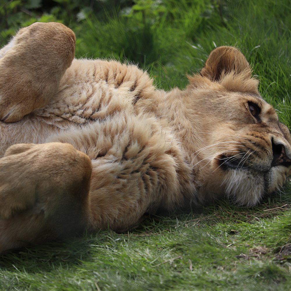 <b>ASIATIC LION</b>
<br>
<i>Panthera leo persica</i>
<br>
Where They Live: India
<br>
Status: Endangered