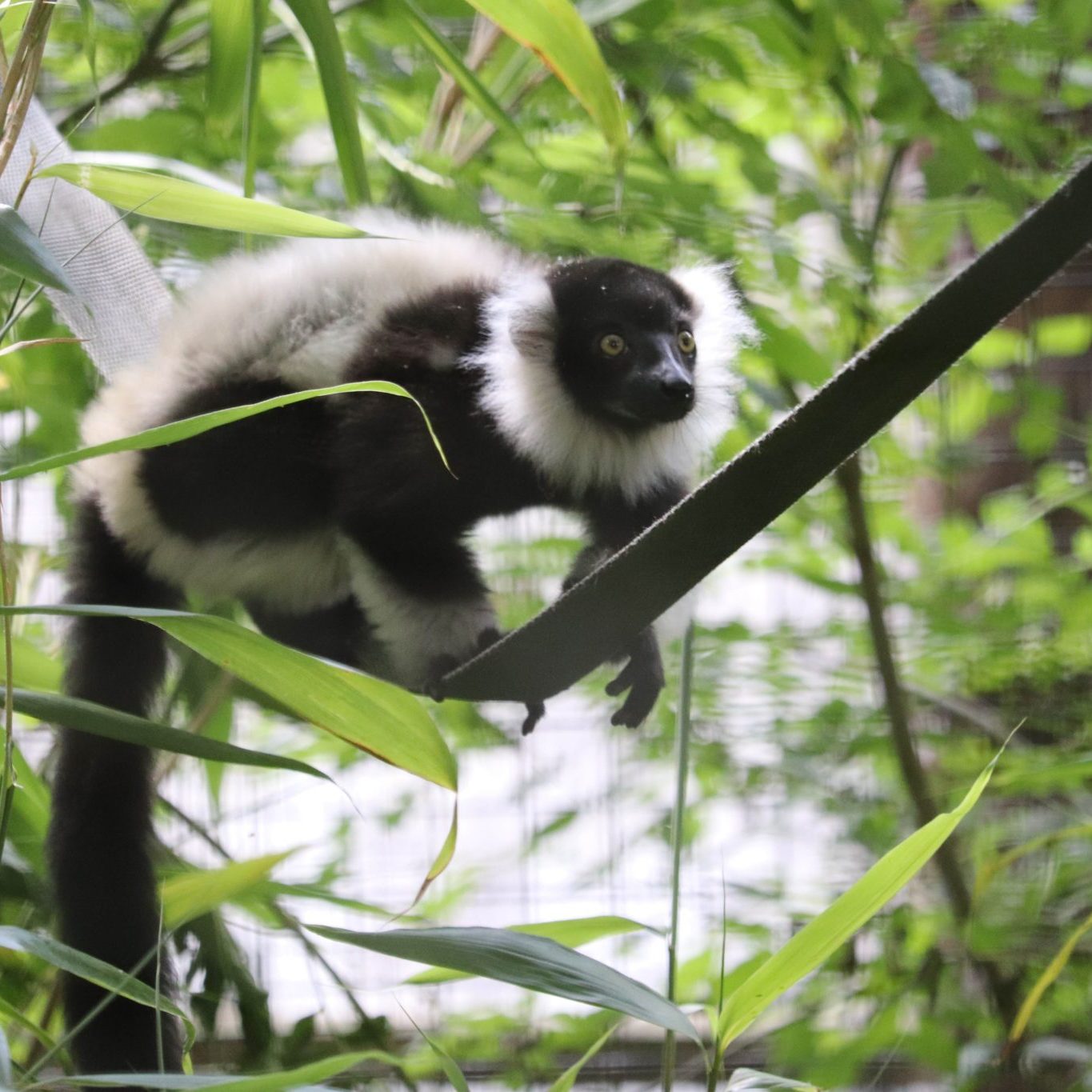 <b>BLACK & WHITE RUFFED LEMUR</b>
<i>Varecia variegata</i>
<br>
Where They Live: Madagascar
<br>
Status: Critically Endangered