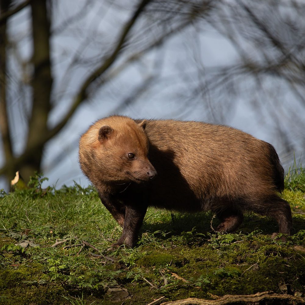 <b>BUSH DOG</b>
<br>
<i>Speothos venaticus</i>
<br>
Where They Live: Central & Southern America
<br>
Status: Near Threatened