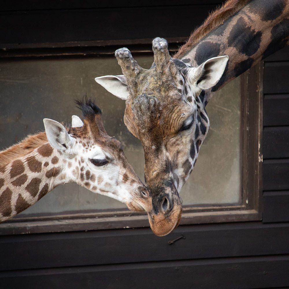 <b>ROTHSCHILD'S GIRAFFE</b>
<br>
<i>Giraffa camelopardalis rothschildi</i>
<br>
Where They Live: Uganda, Nairobi & Kenya
<br>
Status: Endangered