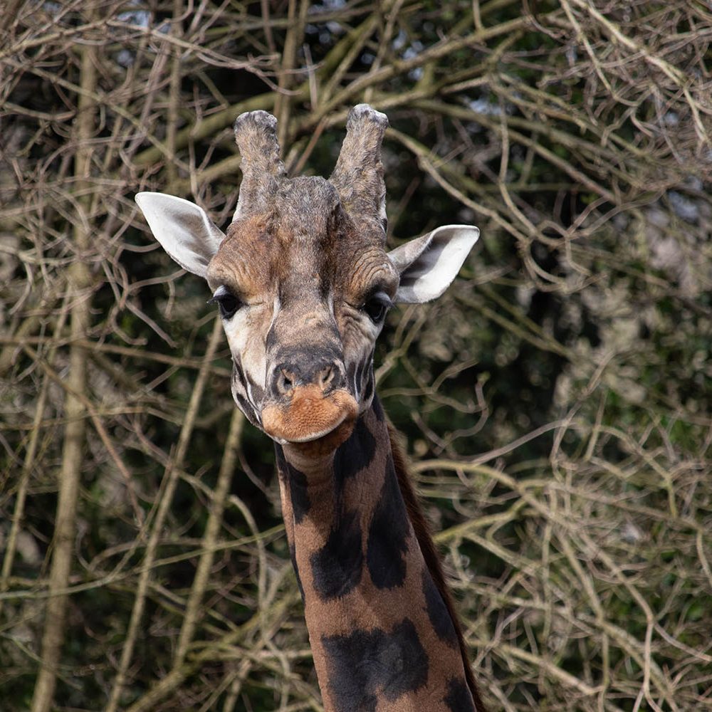 <b>ROTHSCHILD'S GIRAFFE</b>
<br>
<i>Giraffa camelopardalis rothschildi</i>
<br>
Where They Live: Uganda, Nairobi & Kenya
<br>
Status: Endangered