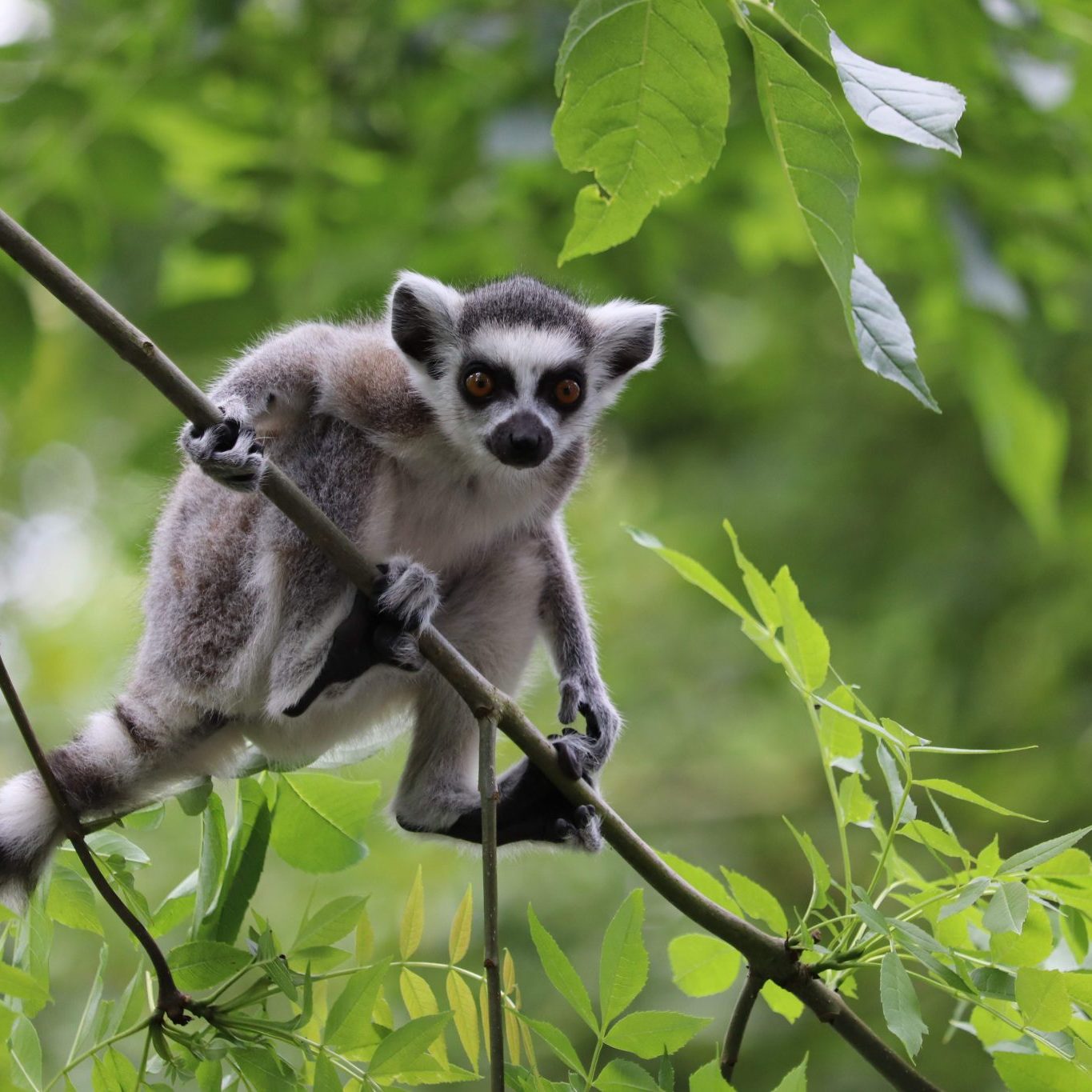 <b>RING-TAILED LEMUR</b>
<br>
<i>Lemur catta</i>
<br>
Where They Live: Madagascar
<br>
Status: Near Threatened