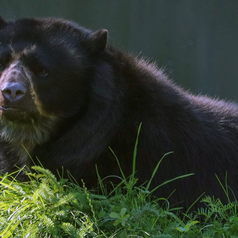 <b>ANDEAN BEAR</b>
<br>
<i>Tremarctos ornatus</i>
<br>
Where They Live: South America
<br>
Status: Vulnerable