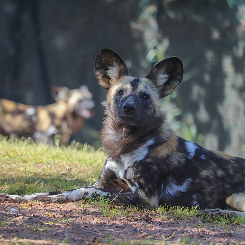 <b>AFRICAN WILD DOG</b>
<br>
<i>Lycaon pictus</i>
<br>
Where They Live: Central & Southern Africa
<br>
Status: Endangered