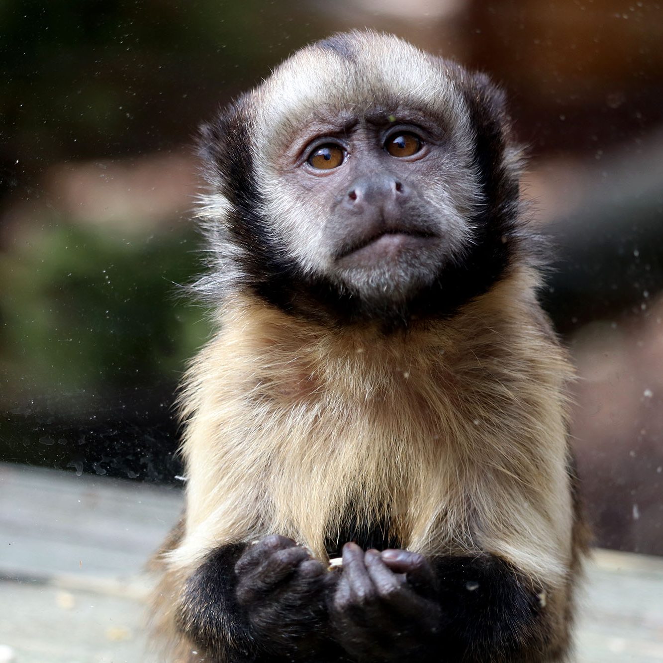 <b>YELLOW BREASTED CAPUCHIN</b>
<br>
<i>Sapajus xanthosternos</i>
<br>
Where They Live: Brazil
<br>
Status: Critically Endangered