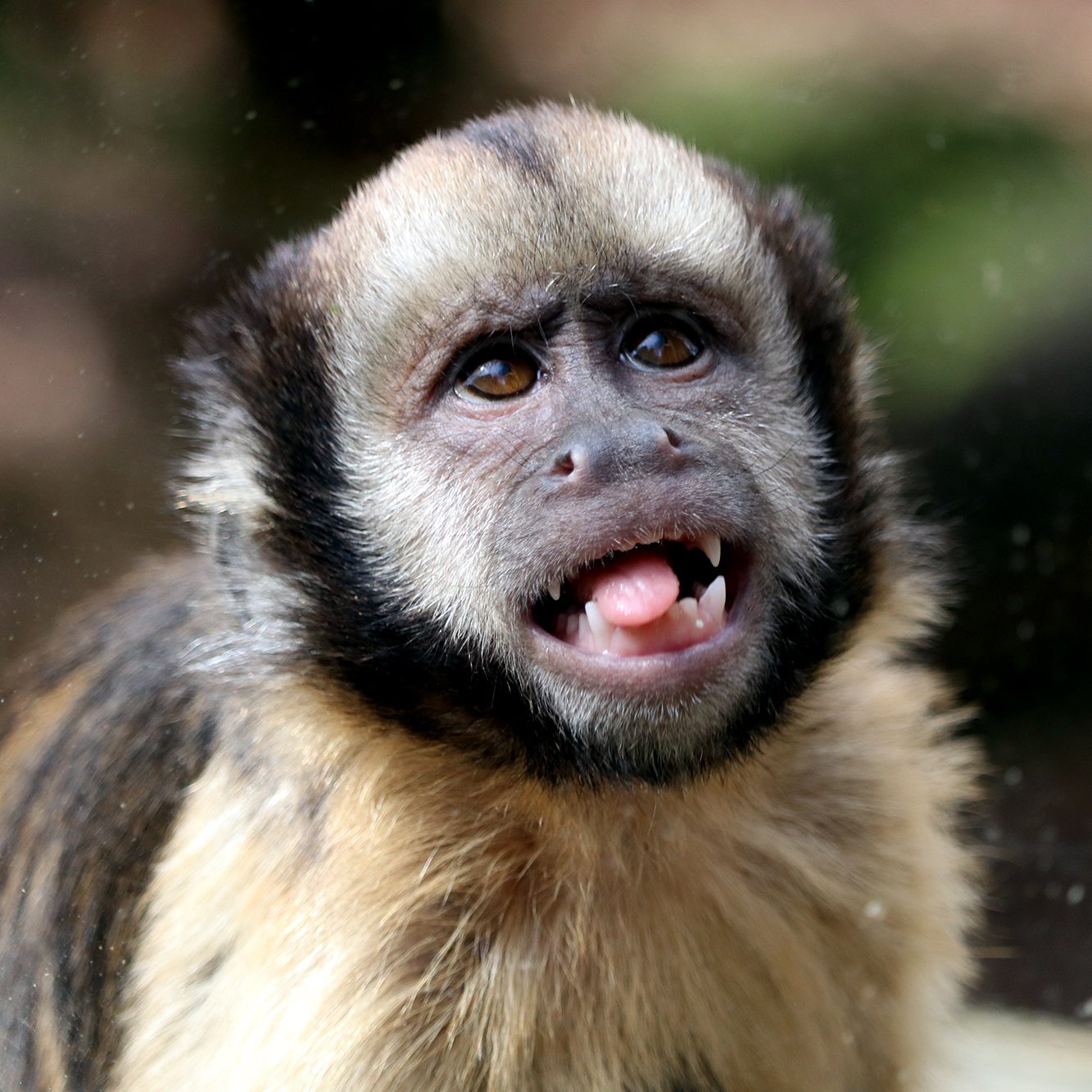 <b>YELLOW BREASTED CAPUCHIN</b>
<br>
<i>Sapajus xanthosternos</i>
<br>
Where They Live: Brazil
<br>
Status: Critically Endangered