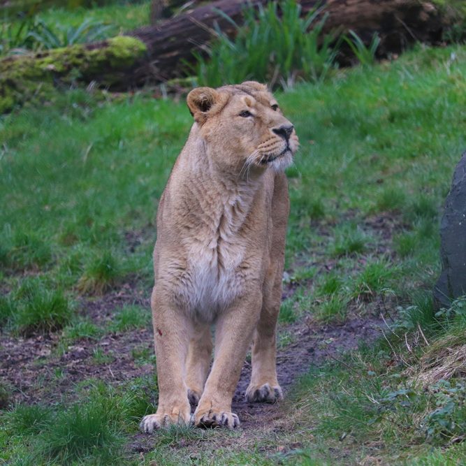 <b>ASIATIC LION</b>
<br>
<i>Panthera leo persica</i>
<br>
Where They Live: India
<br>
Status: Endangered