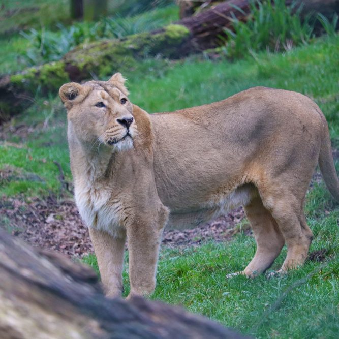 <b>ASIATIC LION</b>
<br>
<i>Panthera leo persica</i>
<br>
Where They Live: India
<br>
Status: Endangered