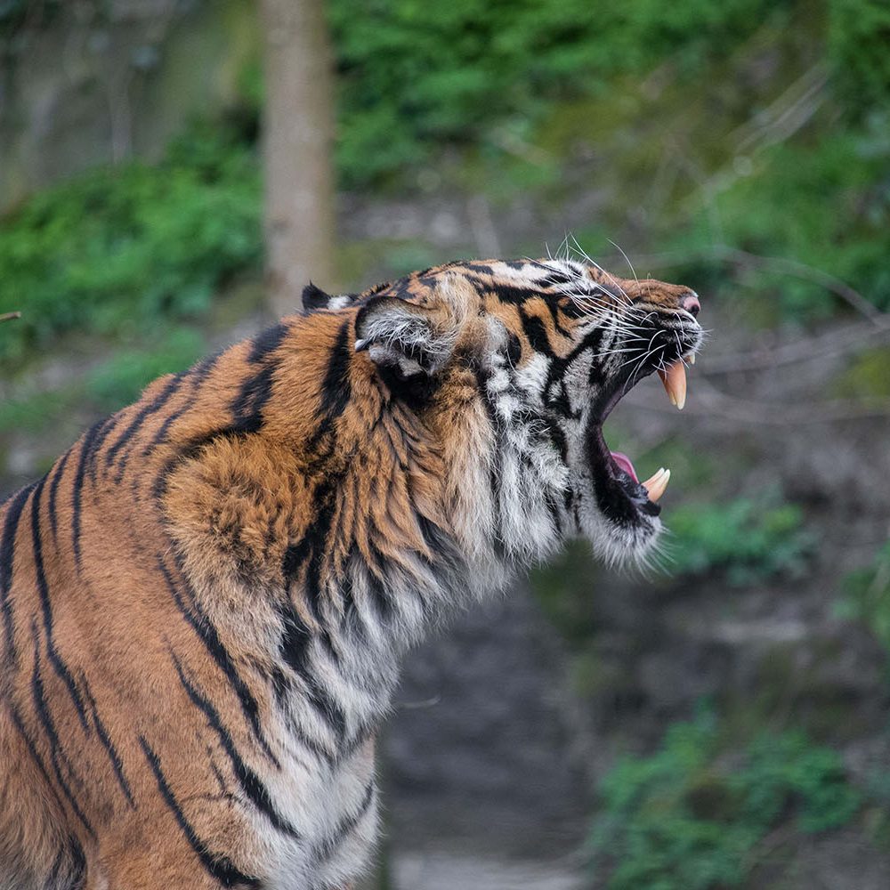 <b> SUMATRAN TIGER </b>
<br>
<i>Panthera tigris sondaica</i>
<br>
Where They Live: Sumatra
<br>
Status: Critically Endangered