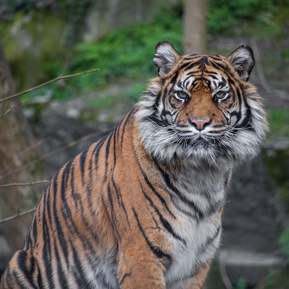 <b> SUMATRAN TIGER </b>
<br>
<i>Panthera tigris sondaica</i>
<br>
Where They Live: Sumatra
<br>
Status: Critically Endangered