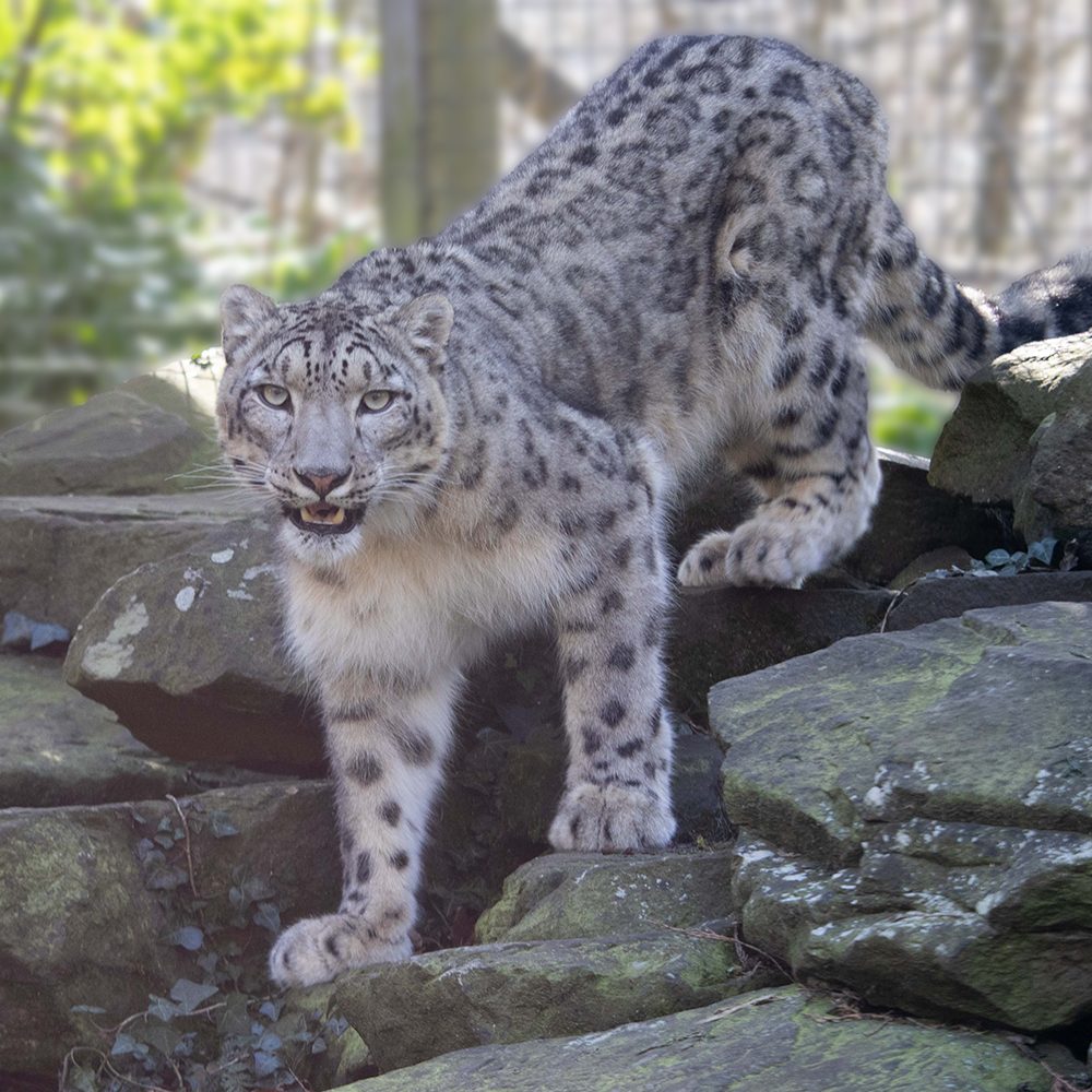 <b>SNOW LEOPARD</b>
<br>
<i>Panthera uncia</i>
<br>
Where They Live: Central & South Asia
<br>
Status: Vulnerable