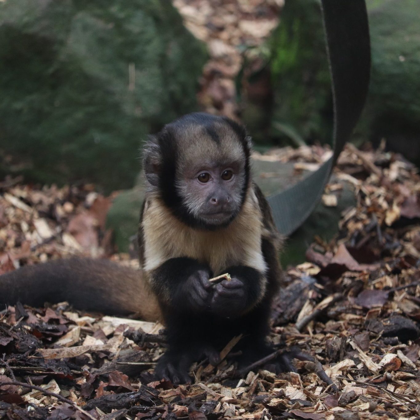 <b>YELLOW BREASTED CAPUCHIN</b>
<br>
<i>Sapajus xanthosternos</i>
<br>
Where They Live: Brazil
<br>
Status: Critically Endangered