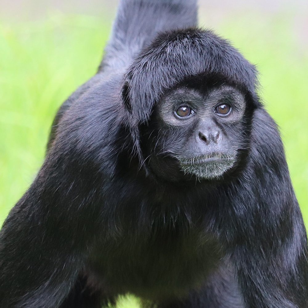 <b>COLOMBIAN BLACK SPIDER MONKEY</b>
<br>
<i>Ateles fusciceps rufiventris</i>
<br>
Where They Live: Colombia & Panama
<br>
Status: Critically Endangered