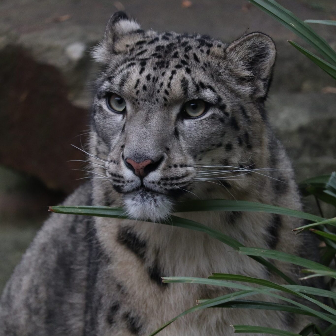 <b>SNOW LEOPARD</b>
<br>
<i>Panthera uncia</i>
<br>
Where They Live: Central & South Asia
<br>
Status: Vulnerable