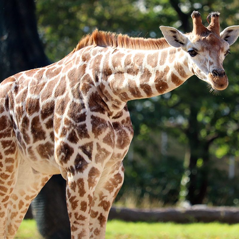 <b>ROTHSCHILD'S GIRAFFE</b>
<br>
<i>Giraffa camelopardalis rothschildi</i>
<br>
Where They Live: Uganda, Nairobi & Kenya
<br>
Status: Endangered