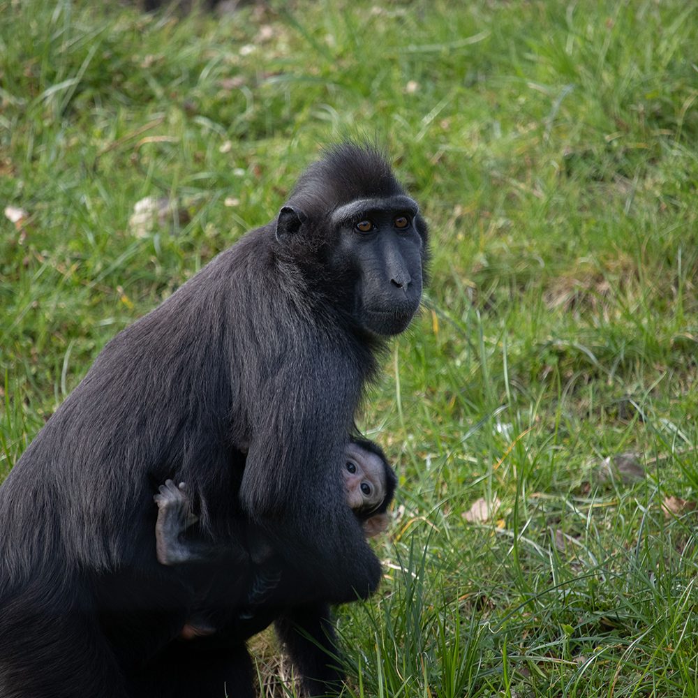 <b>SULAWESI CRESTED MACAQUE</b>
<br>
<i>Macaca nigra</i>
<br>
Where They Live: Indonesia
<br>
Status: Critically Endangered