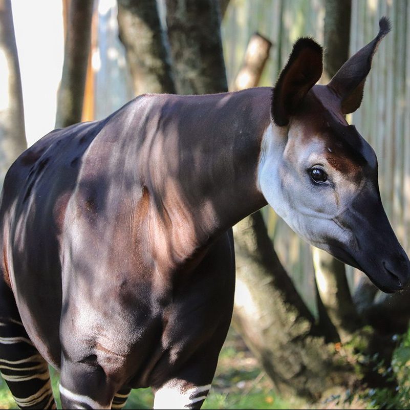 <b>OKAPI</b>
<br>
<i>Okapia johnstoni</i>
<br>
Where They Live: Congo
<br>
Status: Endangered