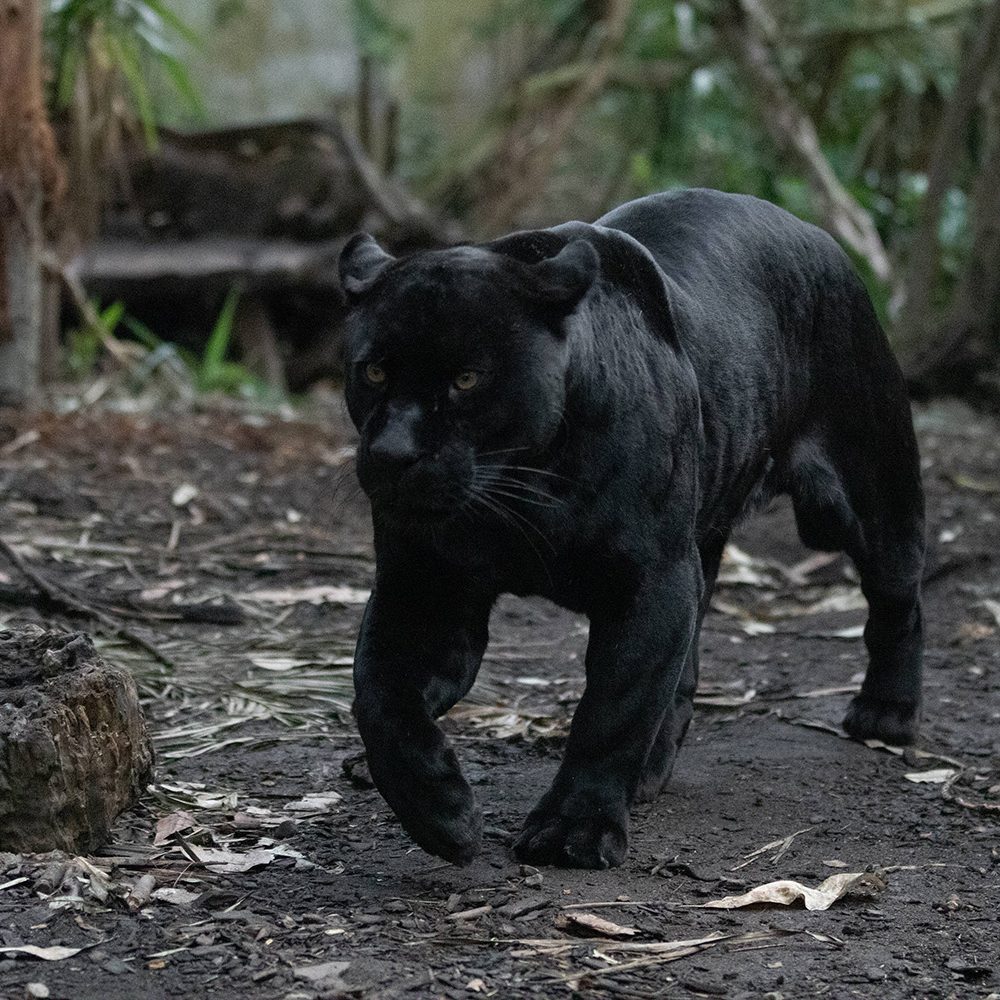 <b>JAGUAR</b>
<br>
<i>Panthera onca</i>
<br>
Where They Live: Mexico & South America
<br>
Status: Near Threatened