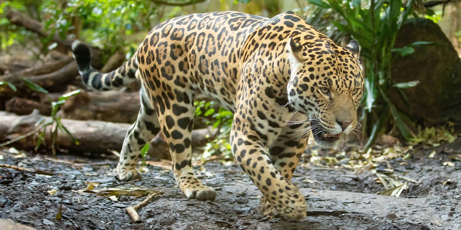 <b>JAGUAR</b>
<br>
<i>Panthera onca</i>
<br>
Where They Live: Mexico & South America
<br>
Status: Near Threatened