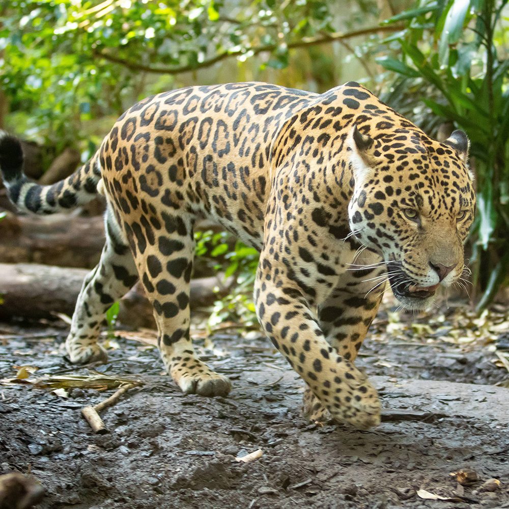 <b>JAGUAR</b>
<br>
<i>Panthera onca</i>
<br>
Where They Live: Mexico & South America
<br>
Status: Near Threatened