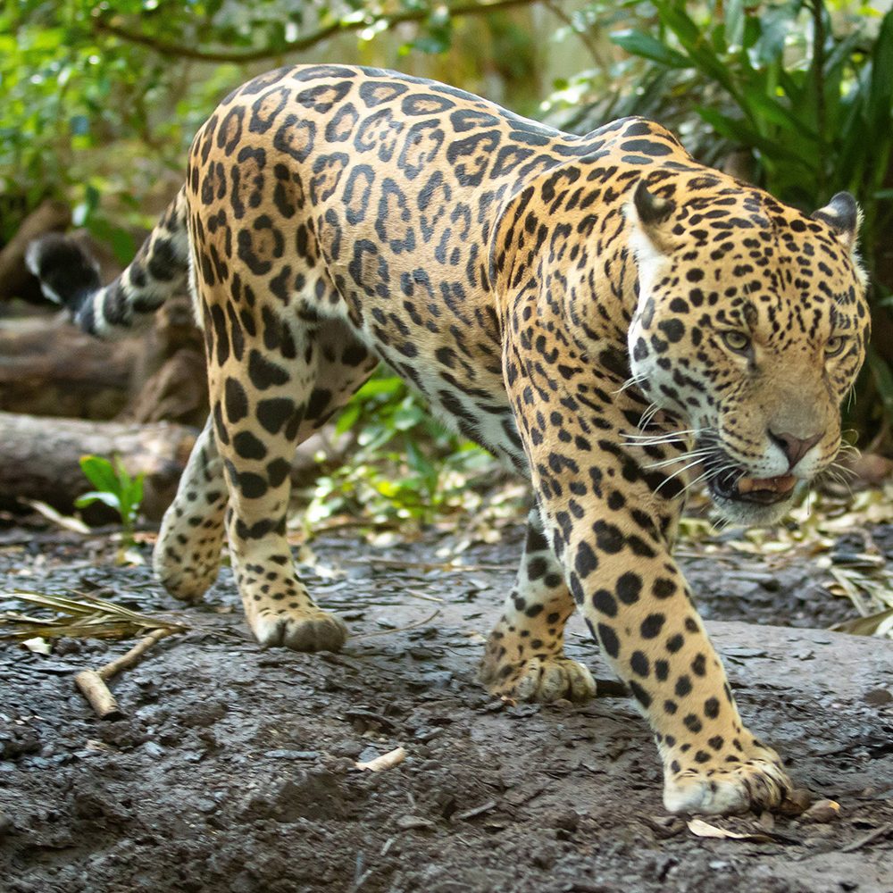 <b>JAGUAR</b>
<br>
<i>Panthera onca</i>
<br>
Where They Live: Mexico & South America
<br>
Status: Near Threatened