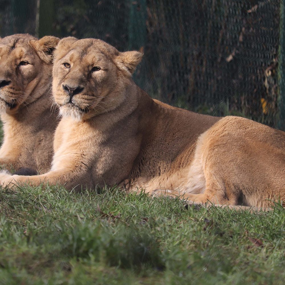 <b>ASIATIC LION</b>
<br>
<i>Panthera leo persica</i>
<br>
Where They Live: India
<br>
Status: Endangered