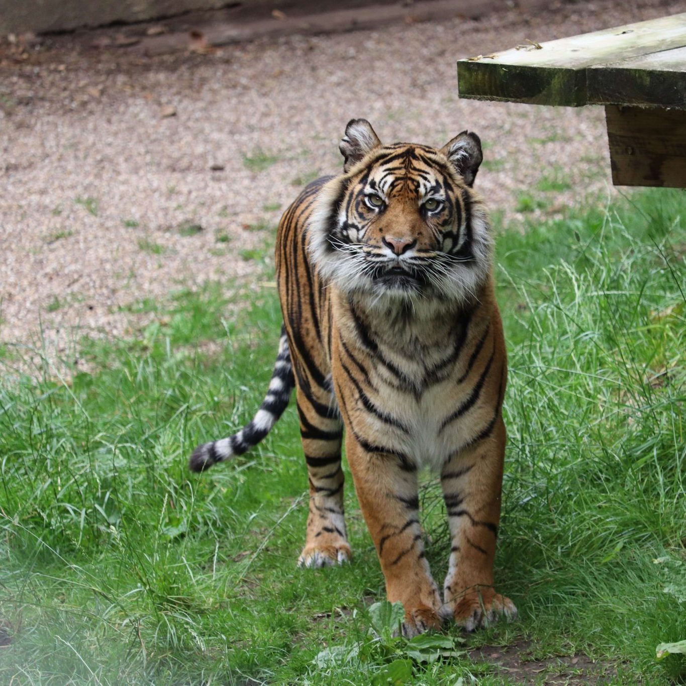 <b> SUMATRAN TIGER </b>
<br>
<i>Panthera tigris sondaica</i>
<br>
Where They Live: Sumatra
<br>
Status: Critically Endangered