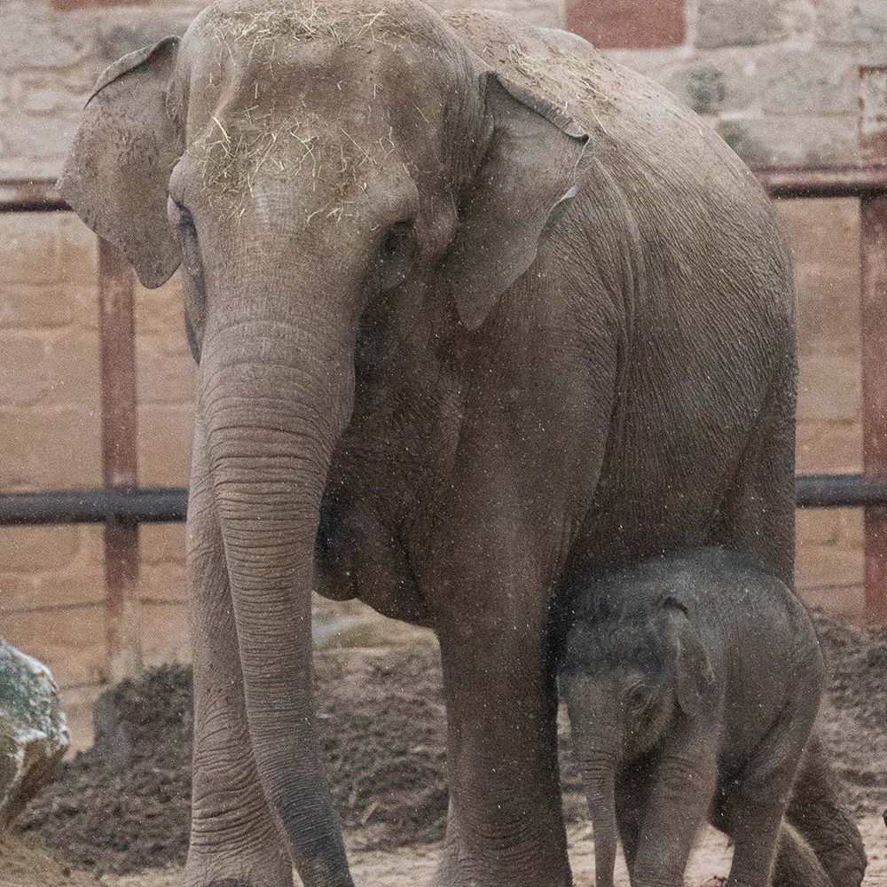 <b>ASIAN ELEPHANT</b>
<br>
<i>Elephas maximus</i>
<br>
Where They Live: South-East Asia
<br>
Status: Endangered