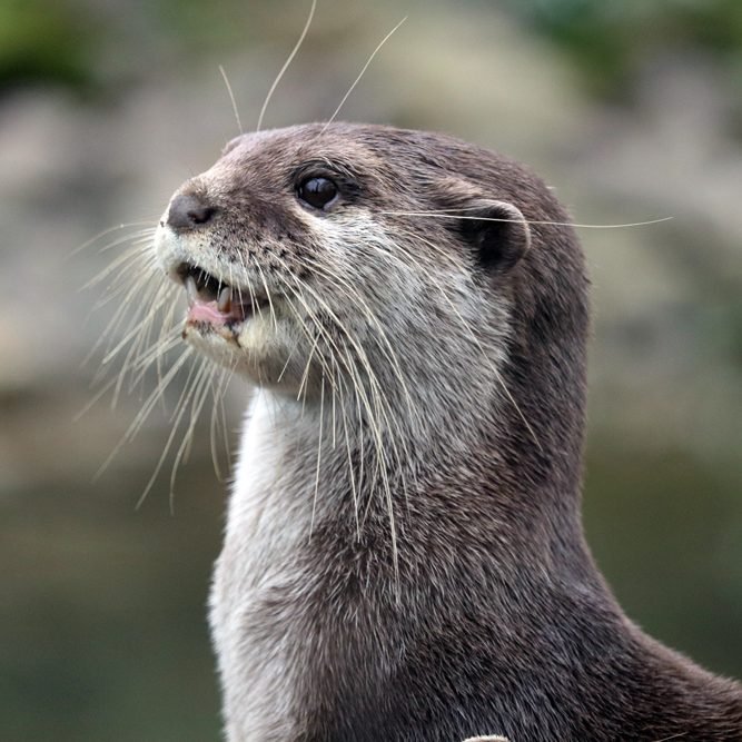 <b>ASIATIC SHORT-CLAWED OTTER</b>
<br>
<i>Amblonyx cinereus</i>
<br>
Where They Live: South East Asia
<br>
Status: Vulnerable