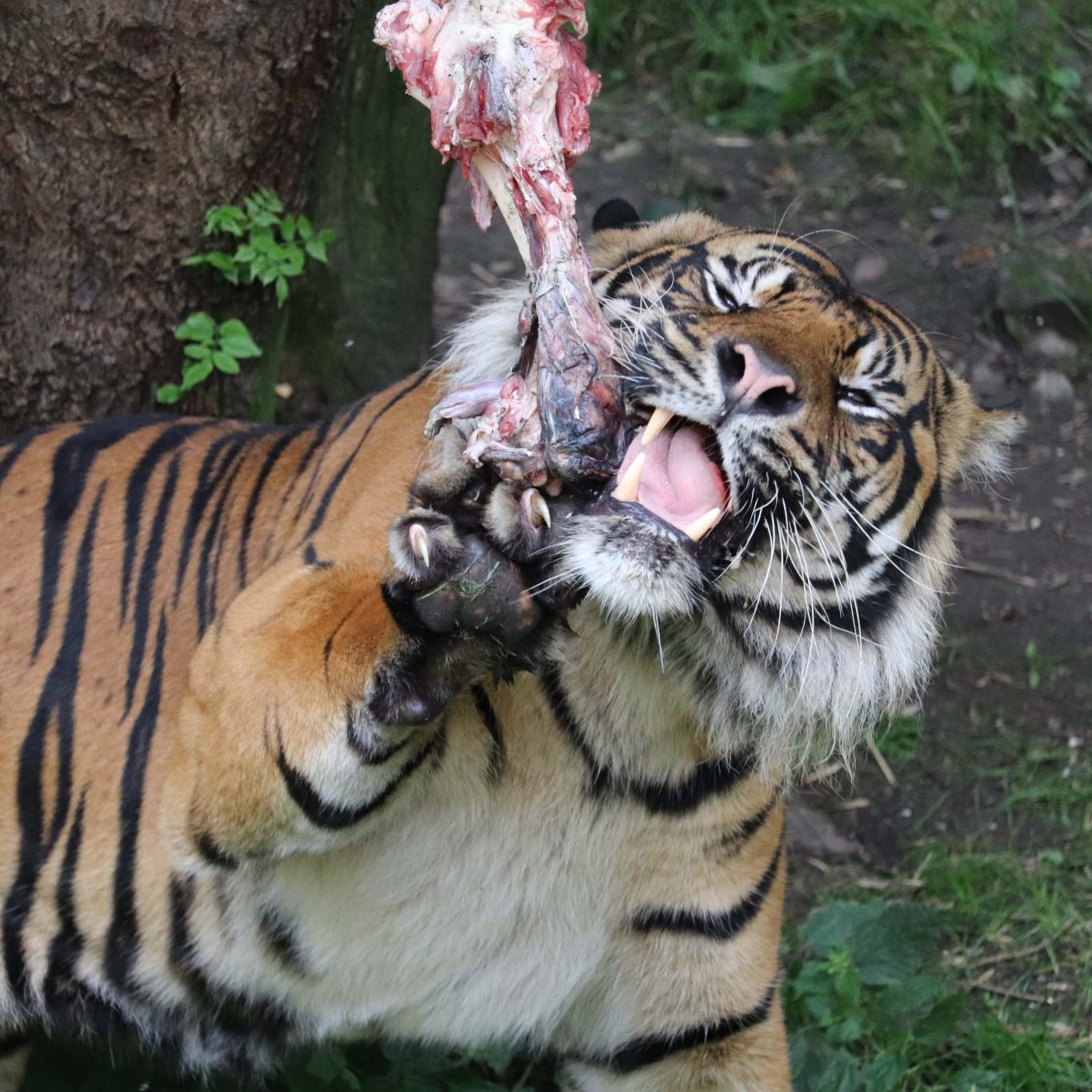 <b> SUMATRAN TIGER </b>
<br>
<i>Panthera tigris sondaica</i>
<br>
Where They Live: Sumatra
<br>
Status: Critically Endangered