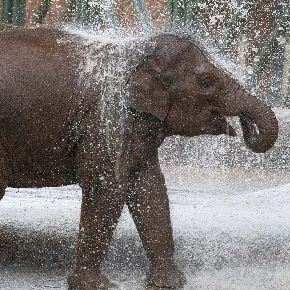 <b>ASIAN ELEPHANT</b>
<br>
<i>Elephas maximus</i>
<br>
Where They Live: South-East Asia
<br>
Status: Endangered