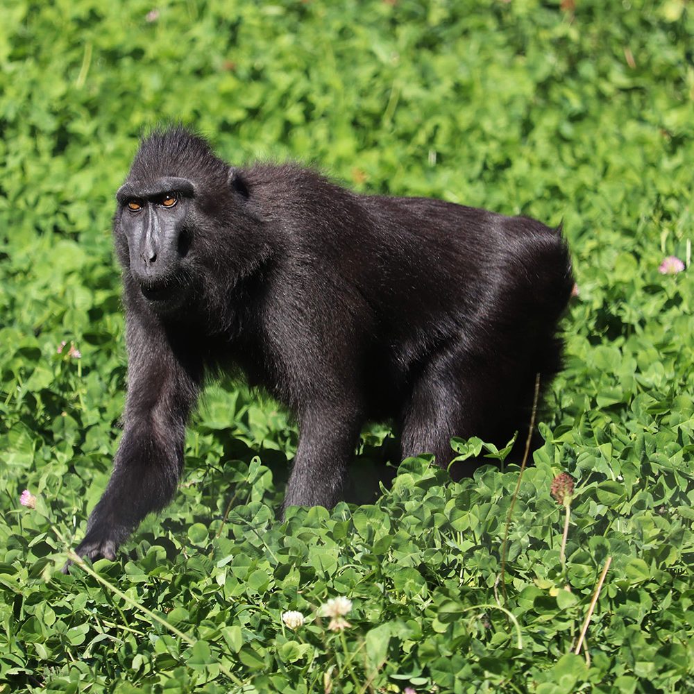 <b>SULAWESI CRESTED MACAQUE</b>
<br>
<i>Macaca nigra</i>
<br>
Where They Live: Indonesia
<br>
Status: Critically Endangered