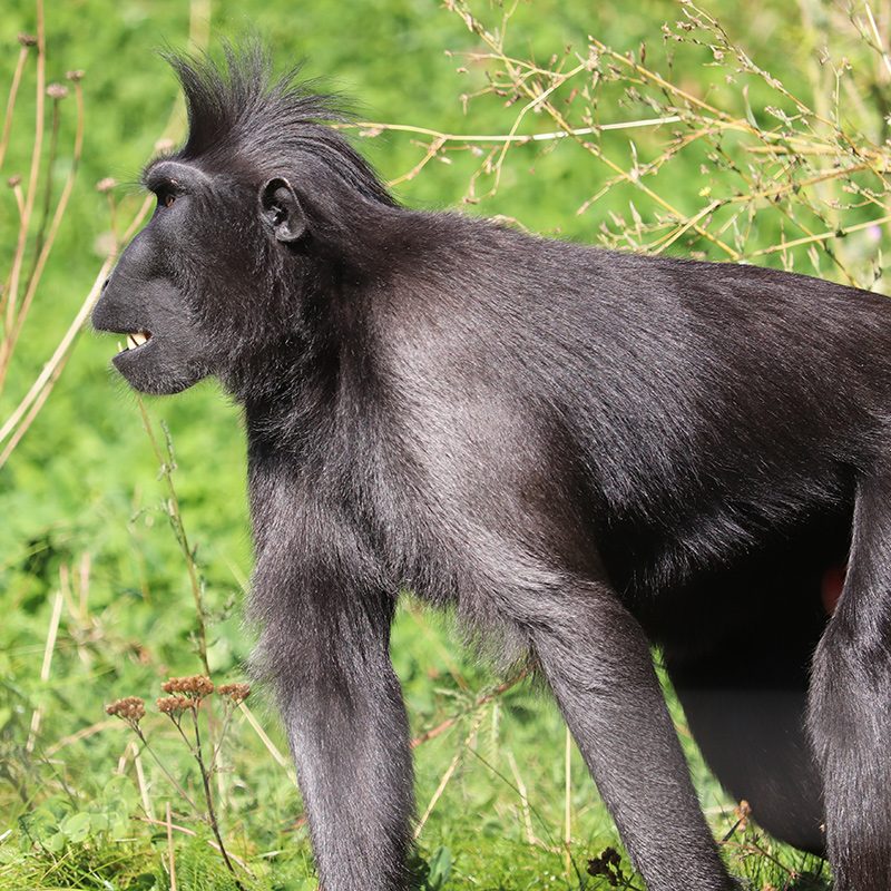 <b>SULAWESI CRESTED MACAQUE</b>
<br>
<i>Macaca nigra</i>
<br>
Where They Live: Indonesia
<br>
Status: Critically Endangered