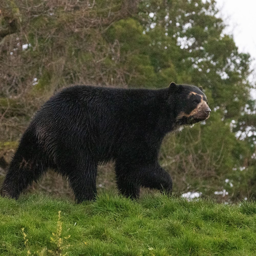 <b>ANDEAN BEAR</b>
<br>
<i>Tremarctos ornatus</i>
<br>
Where They Live: South America
<br>
Status: Vulnerable