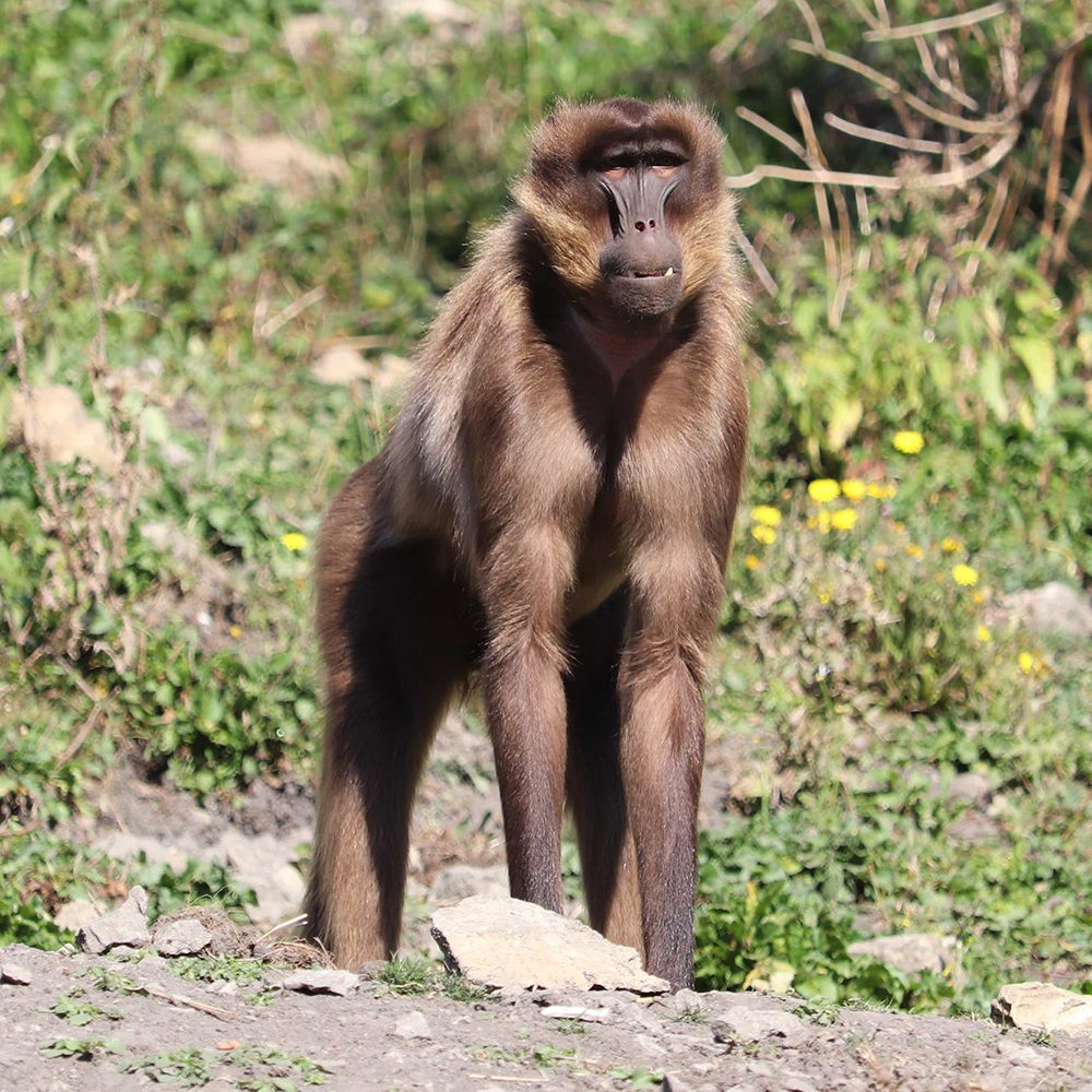 <b>GELADA</b>
<br>
<i>Theropithecus gelada</i>
<br>
Where They Live: Ethiopian Highlands
<br>
Status: Least Concern