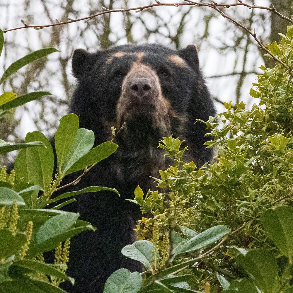 <b>ANDEAN BEAR</b>
<br>
<i>Tremarctos ornatus</i>
<br>
Where They Live: South America
<br>
Status: Vulnerable