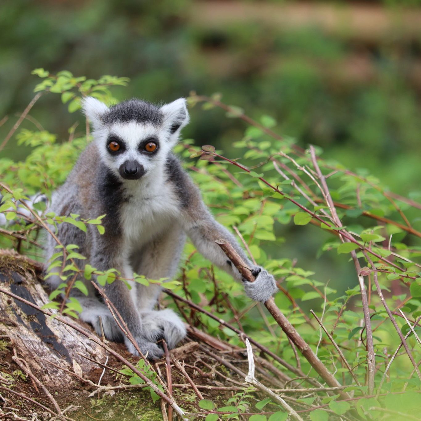 <b>RING-TAILED LEMUR</b>
<br>
<i>Lemur catta</i>
<br>
Where They Live: Madagascar
<br>
Status: Near Threatened