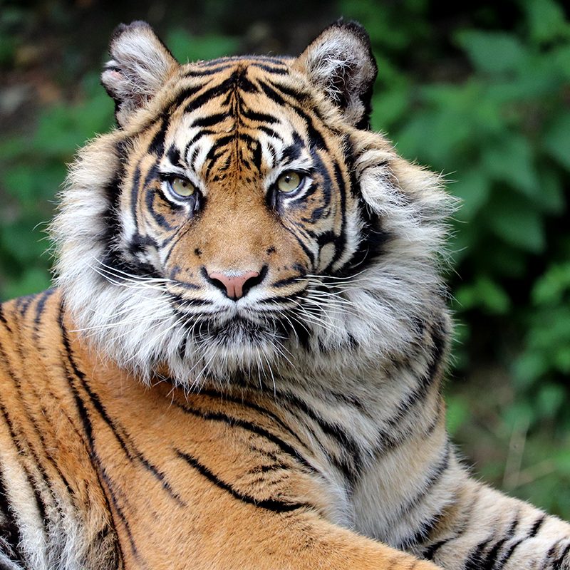 <b> SUMATRAN TIGER </b>
<br>
<i>Panthera tigris sondaica</i>
<br>
Where They Live: Sumatra
<br>
Status: Critically Endangered