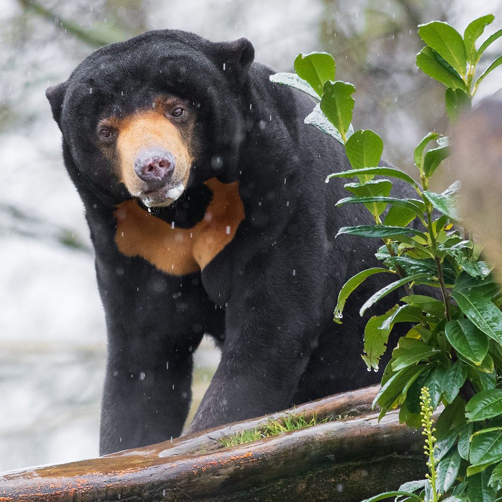 <b>SUN BEAR</b>
<br>
<i>Helarctos malayanus</i>
<br>
Where They Live: South East Asia
<br>
Status: Vulnerable