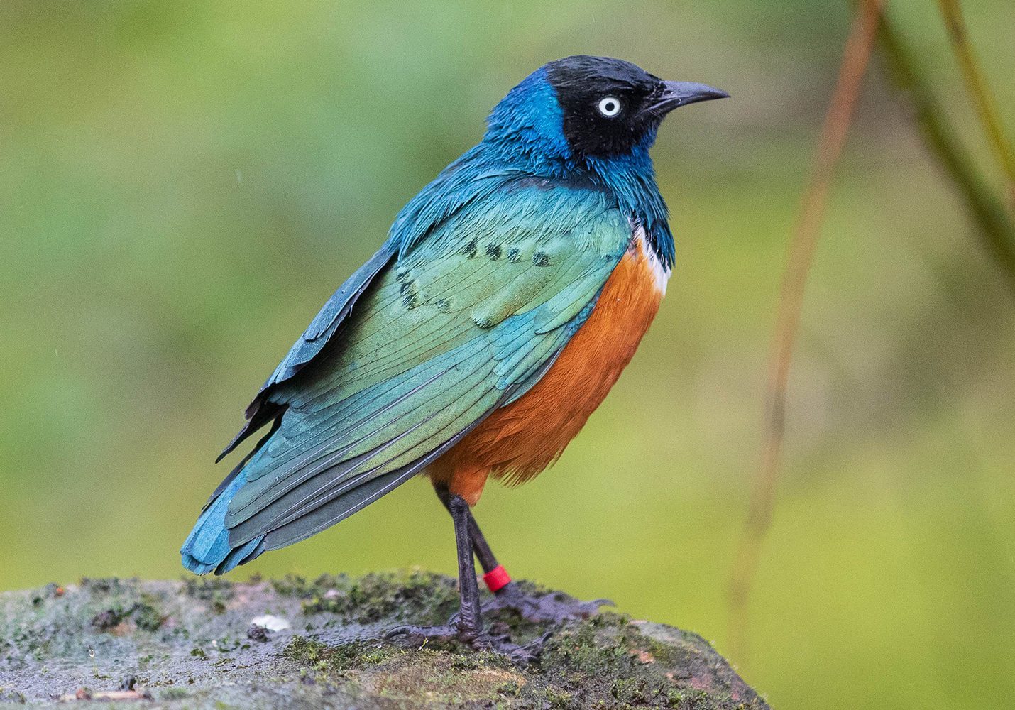 <b>SUPERB STARLING</b>
<br>
<i>Lamprotornis superbus</i>
<br>
Where They Live: Ethiopia, Somalia, Uganda, Kenya, Sudan, and Tanzania
<br>
Status: Least Concern