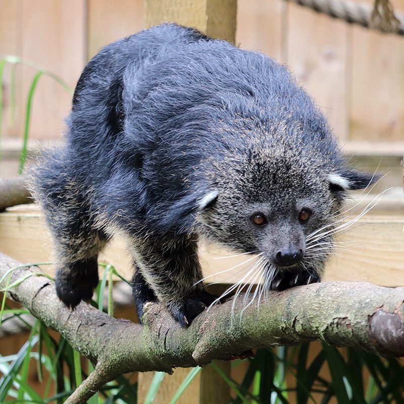 <b>BINTURONG</b>
<br>
<i>Arctictis binturong</i>
<br>
Where They Live: South Asia
<br>
Status: Vulnerable