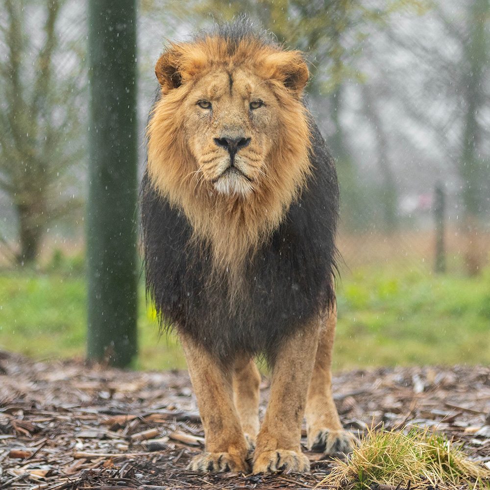 <b>ASIATIC LION</b>
<br>
<i>Panthera leo persica</i>
<br>
Where They Live: India
<br>
Status: Endangered