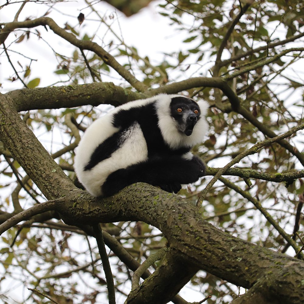 <b>BLACK & WHITE RUFFED LEMUR</b>
<i>Varecia variegata</i>
<br>
Where They Live: Madagascar
<br>
Status: Critically Endangered