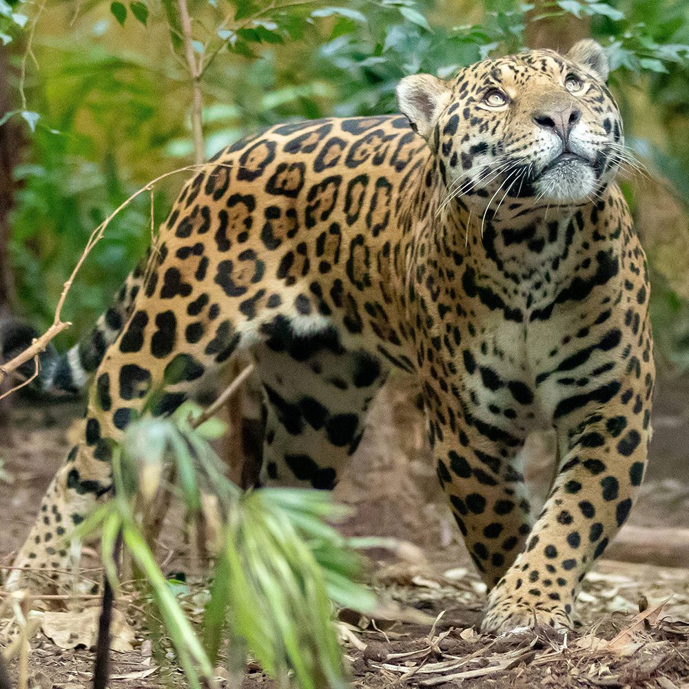 <b>JAGUAR</b>
<br>
<i>Panthera onca</i>
<br>
Where They Live: Mexico & South America
<br>
Status: Near Threatened