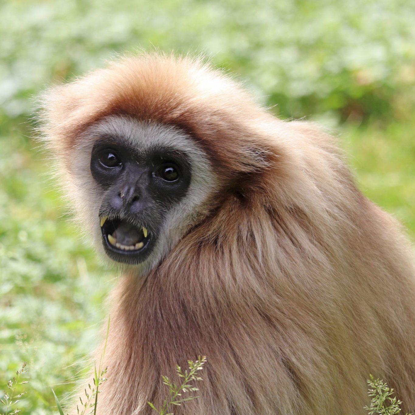 <b>LAR GIBBON</b>
<br>
<i>Hylobates lar</i>
<br>
Where They Live: China, Thailand, Laos, Burma & Indonesia
<br>
Status: Endangered