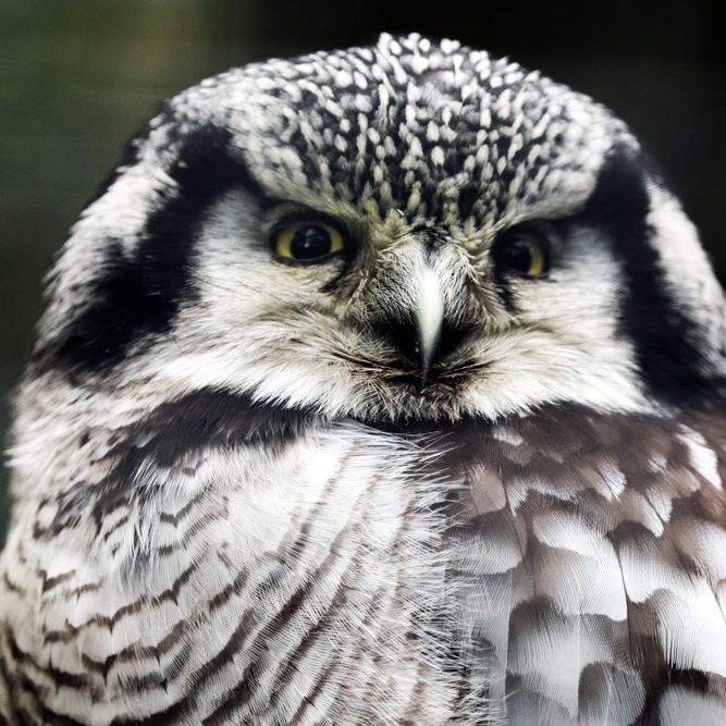 <b>NORTHERN HAWK OWL</b>
<br>
<i>Surnia ulula</i>
<br>
Where They Live: Northern Hemisphere
<br>
Status: Least Concern
