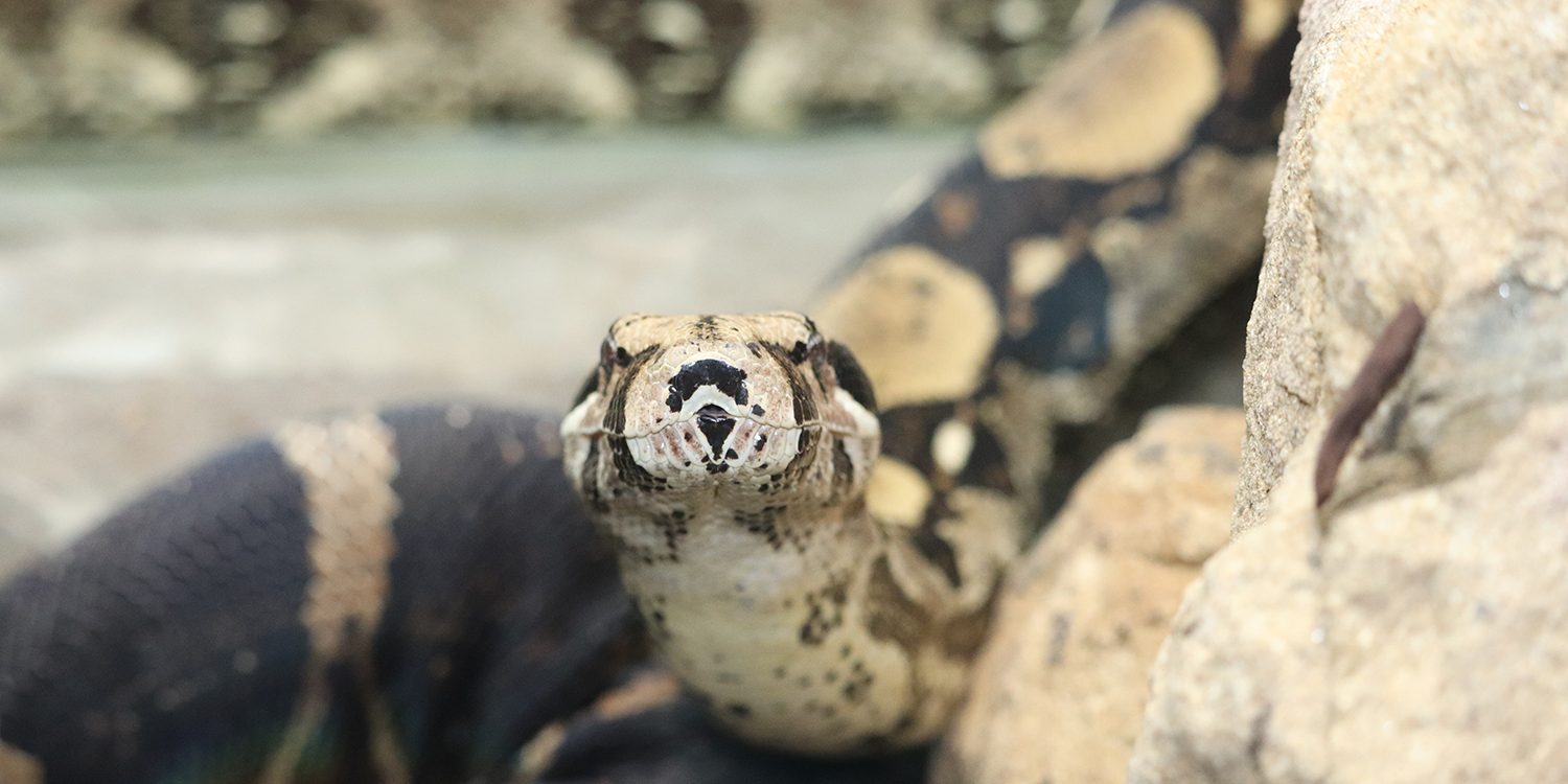 <i>BOA CONSTRICTOR</i>
<br>
Where They Live: South America
<br>
Status: Least Concern