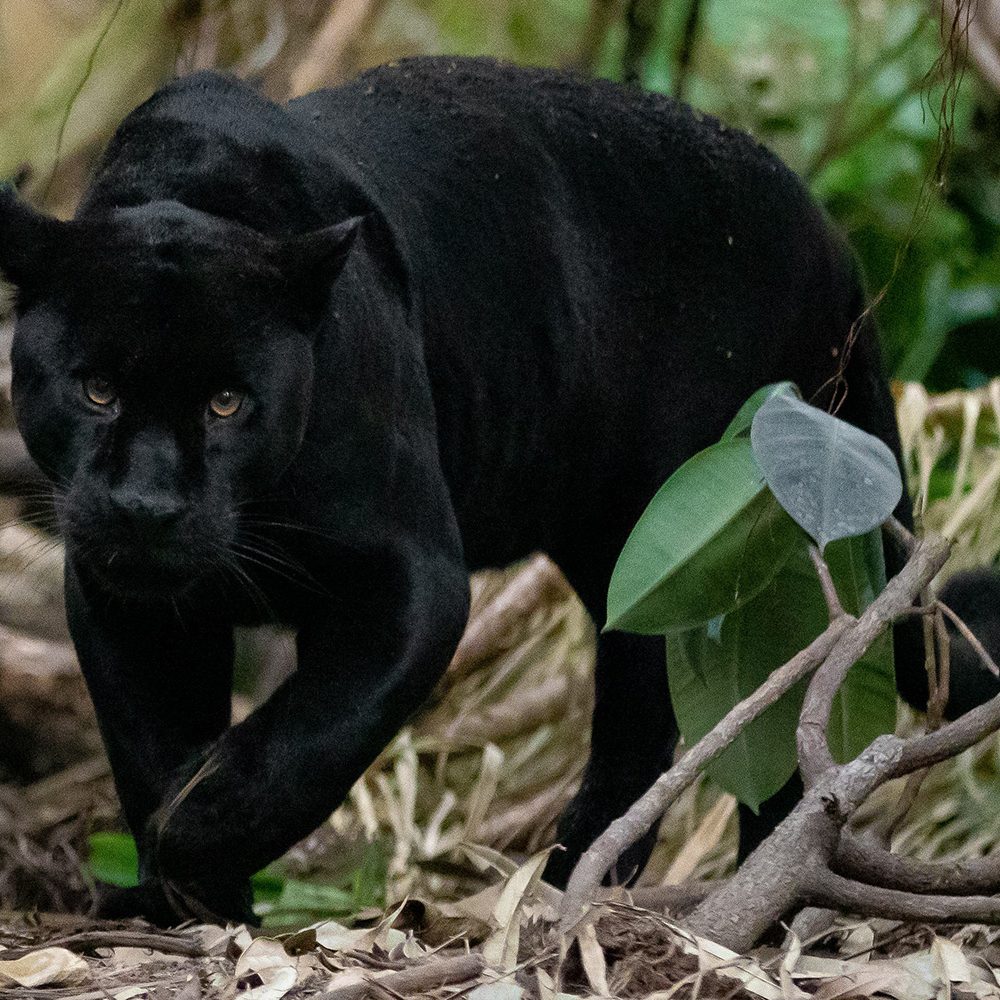 <b>JAGUAR</b>
<br>
<i>Panthera onca</i>
<br>
Where They Live: Mexico & South America
<br>
Status: Near Threatened