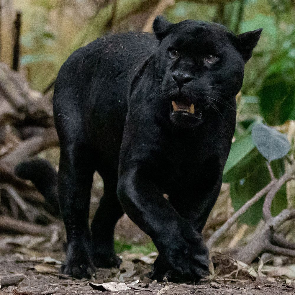 <b>JAGUAR</b>
<br>
<i>Panthera onca</i>
<br>
Where They Live: Mexico & South America
<br>
Status: Near Threatened